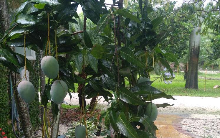 买芒果树迈阿密