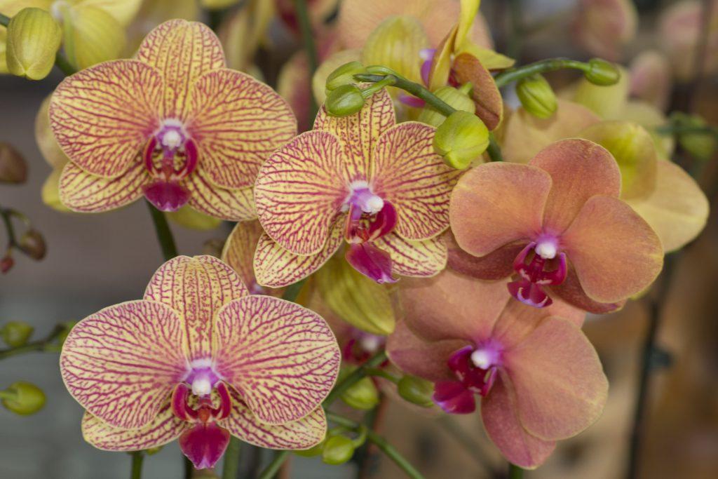 Orchids Miami