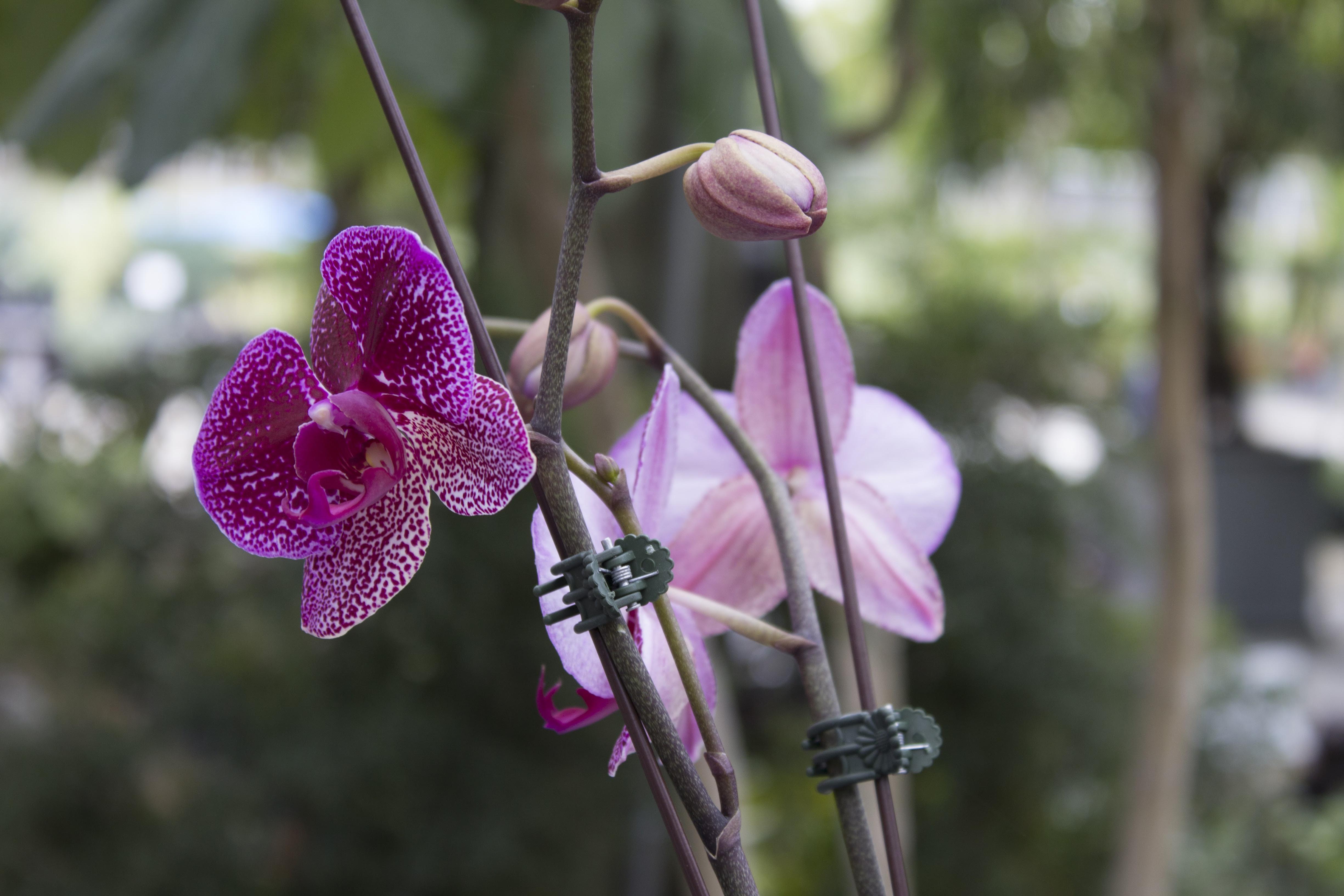 Purple Orchids Miami