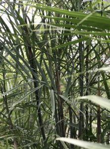 Casaplanta Bamboo Palm